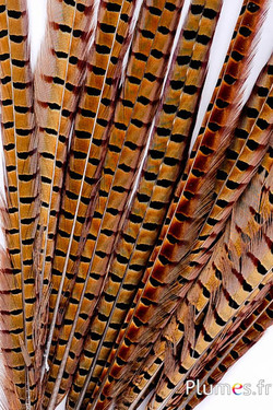 Fagiano di Colchide - 50-60 cm - naturale